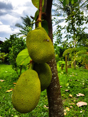 Jackfruit is a tropical fruits found in Thailand.
