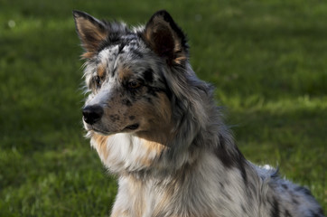 Australian Shepherd dog