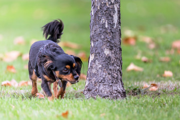 small dog enjoying the outdoors sniffing a tree trunk