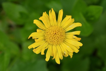Macro shot of Yellow Daisy in Cottage Garden in Utah, USA. 