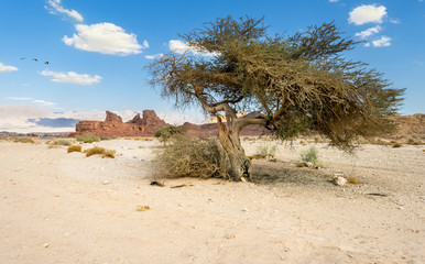 Scinic landscape in Timna, it combines beautiful scenery with unique geology, variety of sport and family activities, Israel