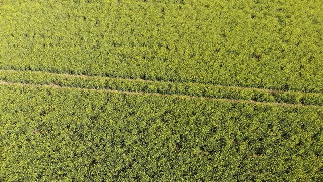 Flight over a rapefield in the country - beautiful aerial footage