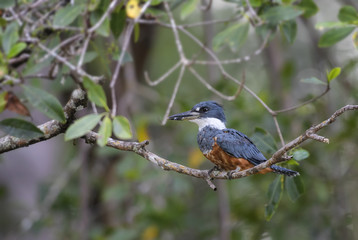Ringed Kingfisher - Megaceryle torquata, beautiful orange, white and blue kingfisher from New World fresh waters, Costa Rica.