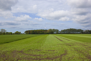 Springtime rolled wheat crop