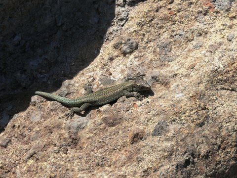 L&eacute;zard brun Teira dugesii end&eacute;mqiue de l'&icirc;le de Mad&egrave;re. Portugal