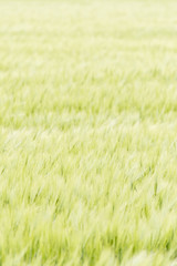 Green barley in the field.