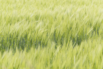 Green barley in the field.