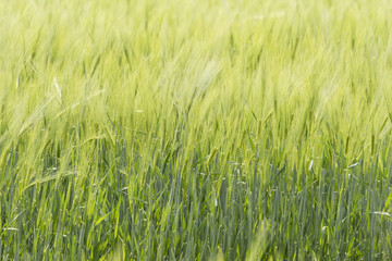 Green barley in the field.
