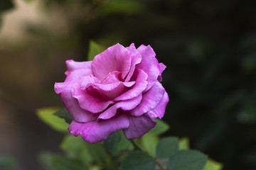 Beautiful pink rose in the garden