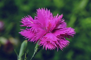 Obraz premium pink dianthus flower in garden