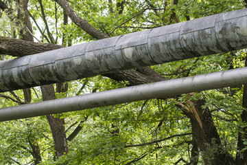 Broken and leaning trunk of willow on pipe.