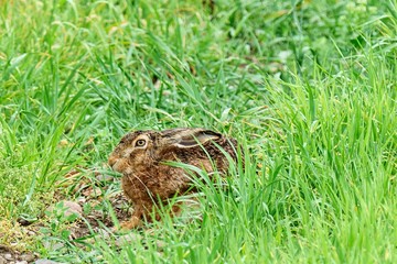 Naklejka na ściany i meble European hare Lepus europaeus in high grass after rain