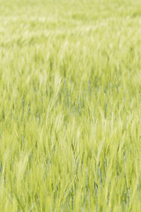 Fields of unripe barley in the field.