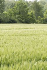 Fields of unripe barley in the field.