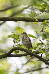 A bark sitting on a branch of alder.