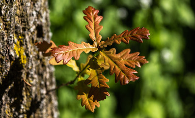Sprössling an einem Eichenstamm