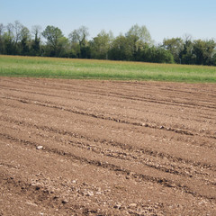 Plowed and sowed field in springtime. Agricultural landscape.