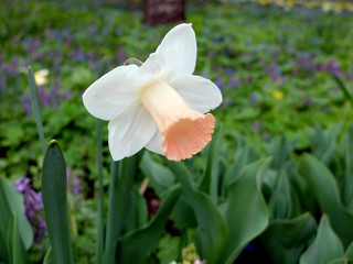 Obraz na płótnie Canvas Red and white nascissus flower closeup 
