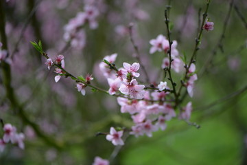 Weinbergspfirsichblüte in Ürzig an der Mosel