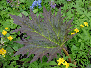 Colored leaf on the grass
