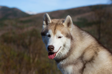 Close-up Portrait of gorgeous beige and white Siberian Husky dog in the forest on mountains background.