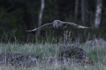 Great grey owl (Strix nebulosa)