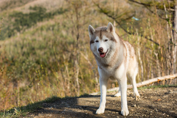 Portrait of beautiful beige and white Siberian Husky dog standing in the forest on mountains background.