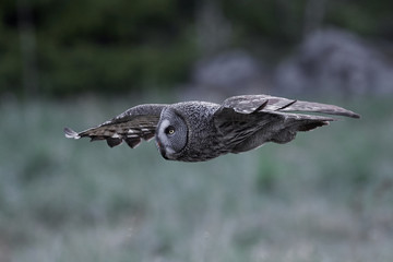 Great grey owl (Strix nebulosa)