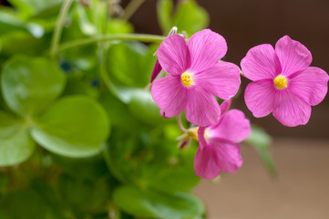 Fototapeta premium 花