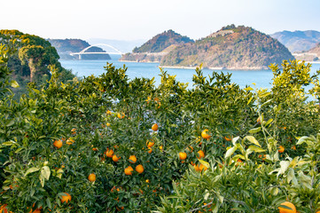 みかん畑　豊島