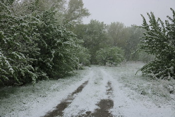 summer snow