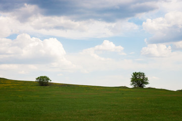 Beautiful landscape with lone trees stands in a green field