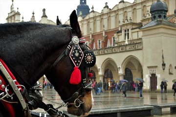 лошадь на площади