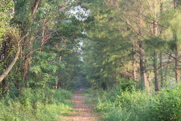 Walkway Lane Path With Green Trees in Forest. Beautiful Alley In Park.