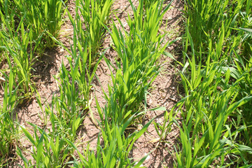 Cereal plants under sunlight in the field