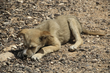 Small puppy lies on a stony ground and gnaws a bone