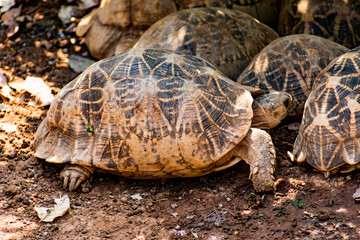 Group of tortoise resting under a tree shadow in sunny day.