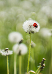  ladybug