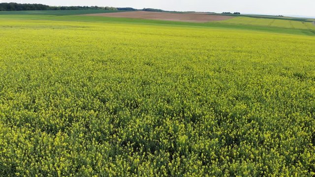 Flight over a rapefield in the country - beautiful aerial footage