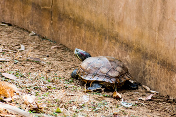 Awesome close view of tortoise in sunny day at indian national park.
