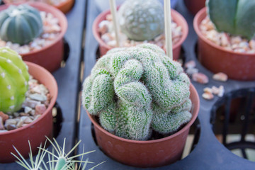 closeup small cactus plant in flower pots.