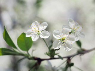 Apple blossom. White flowers, stamens with pollen. Macro