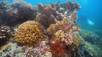 Plakat Beautiful soft coral in tropical sea. Wonderful and beautiful underwater world with corals. Philippines, Mindoro.