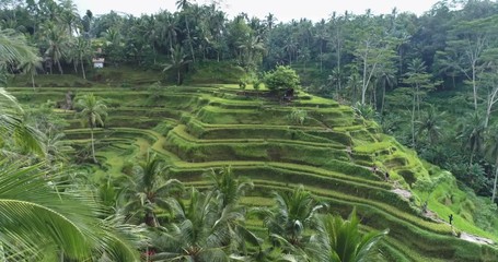 Aerial view of rice terrace. Flight over of rice field - October 2017: Tegalalang, Ubud, Bali