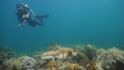 Fototapeta na wymiar Scuba diver explores underwater coral reef and watching the fish.Scuba diver underwater in a tropical sea.Tropical fish on a coral reef. Diving and snorkeling in the tropical sea. Philippines, Mindoro