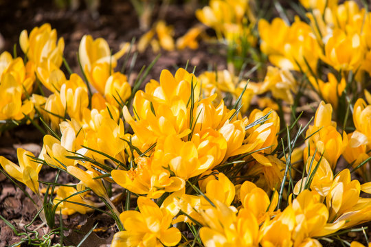 A full garden of flowering yellow drocus in sunny spring day. Spring flowers. Shallow depth of field. © dachux21