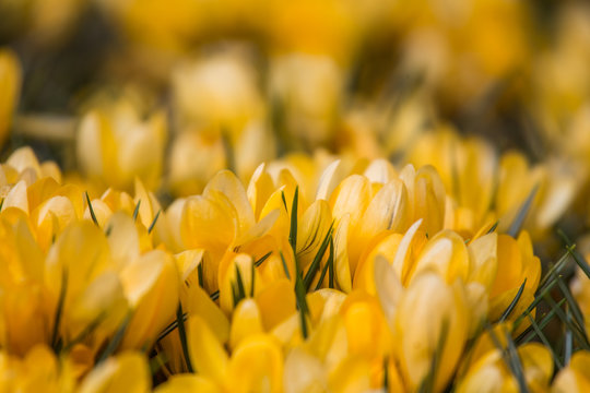 A full garden of flowering yellow drocus in sunny spring day. Spring flowers. Shallow depth of field. © dachux21