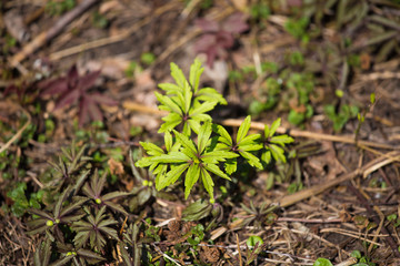 Beautiful green spring leaves in a forest. Nature regrowth in early spring. Shallow depth of field.