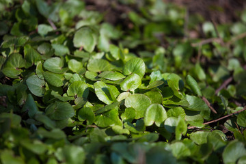 Beautiful green spring leaves in a forest. Nature regrowth in early spring. Shallow depth of field.