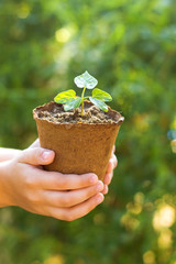 a small plant in a pot